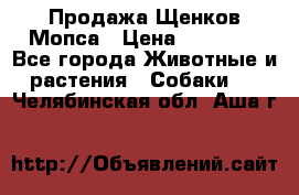 Продажа Щенков Мопса › Цена ­ 18 000 - Все города Животные и растения » Собаки   . Челябинская обл.,Аша г.